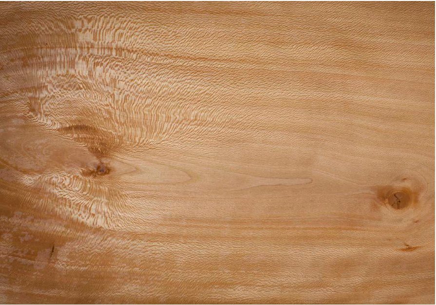 California Sycamore