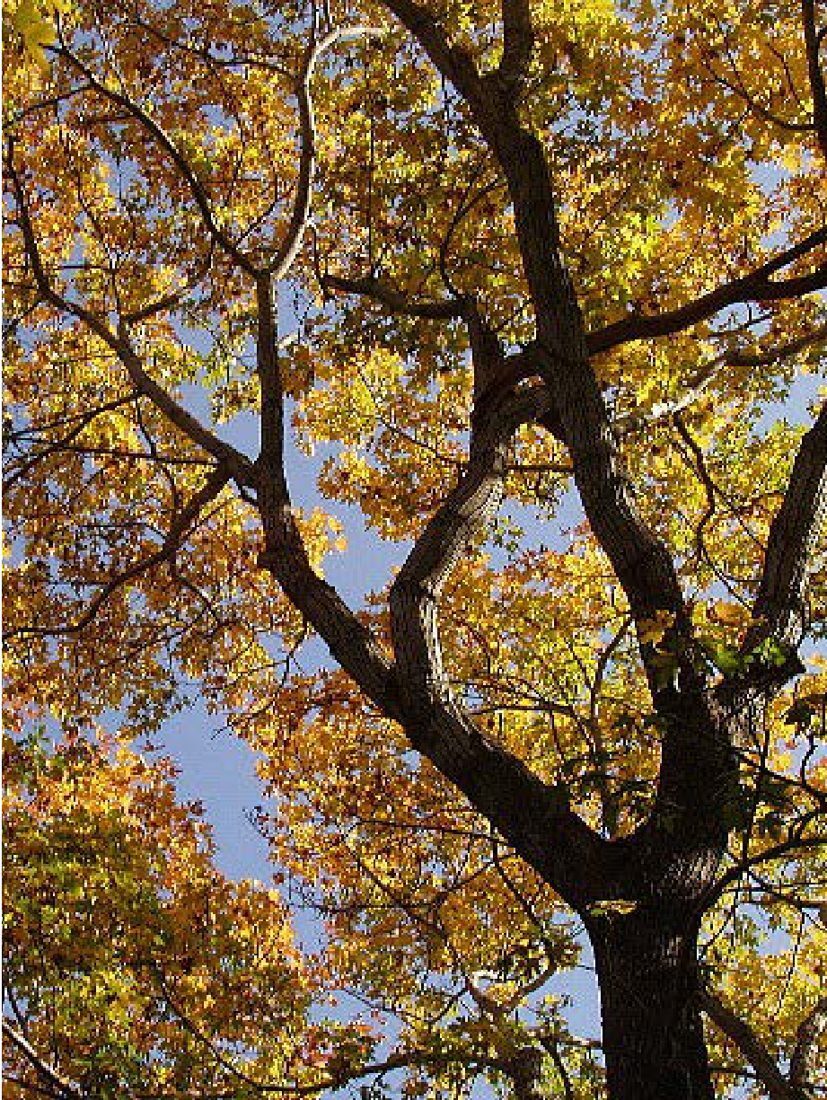Bigleaf Maple, tree