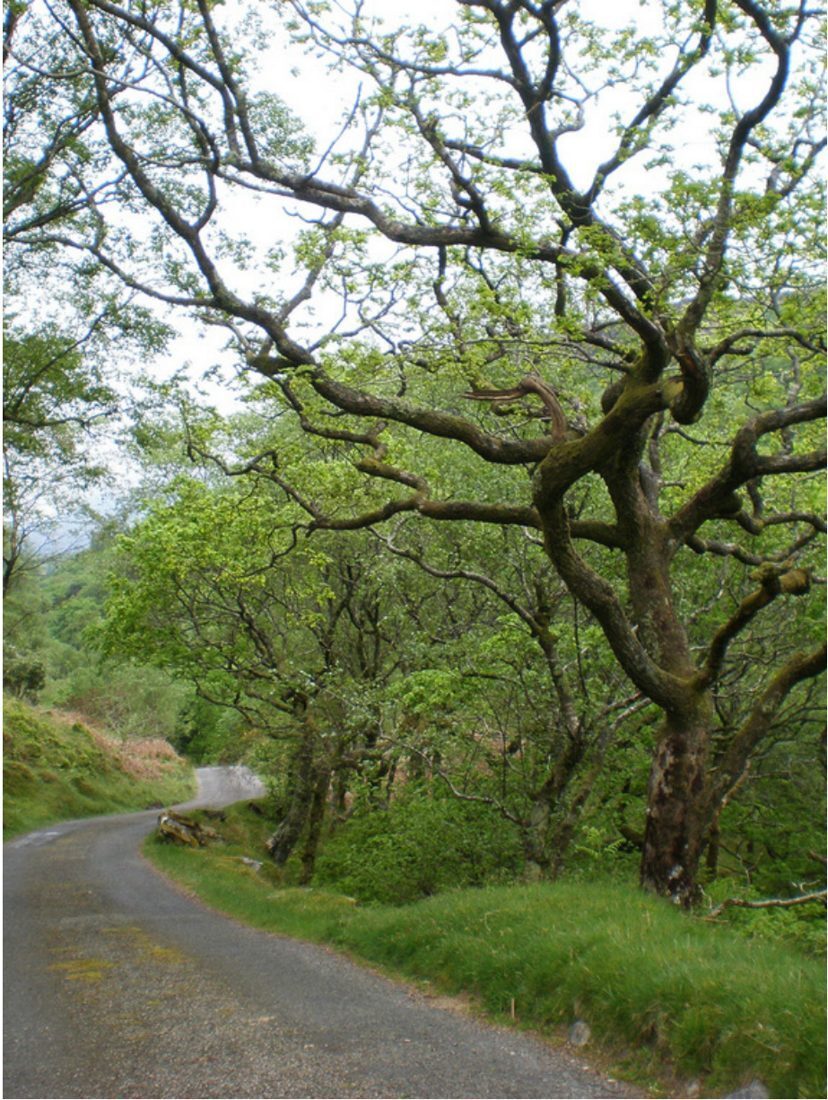 Valley Oak, tree