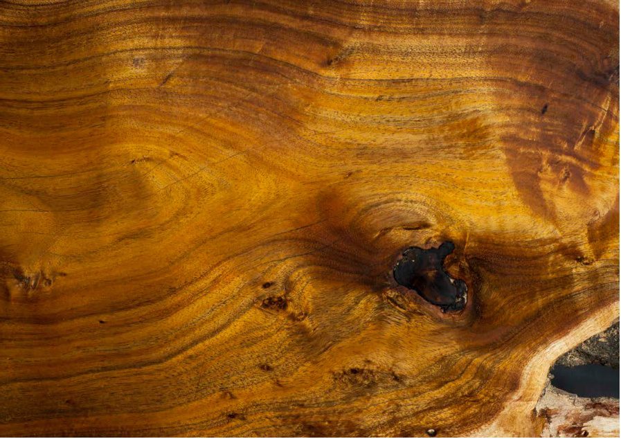 Black Acacia