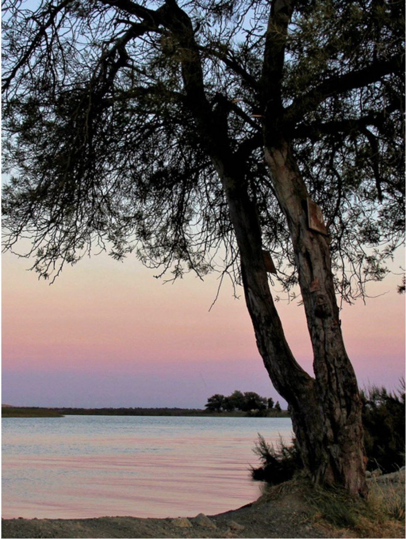 Black Acacia, tree