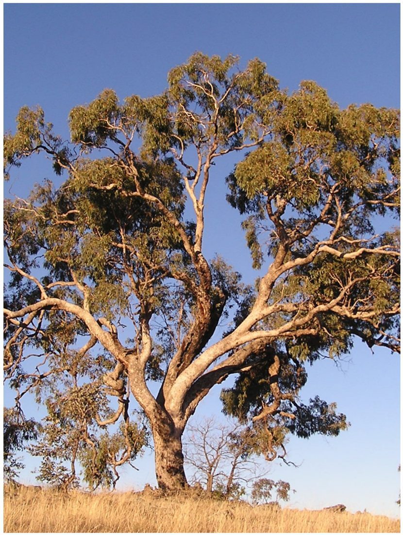 Red Ironbark Eucalyptus, tree