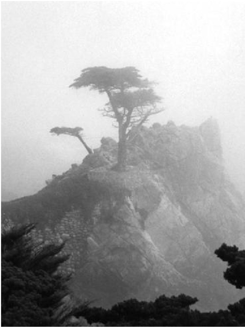 Cypress, tree