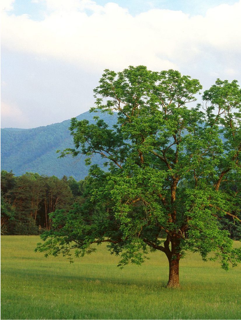 Claro Walnut, tree
