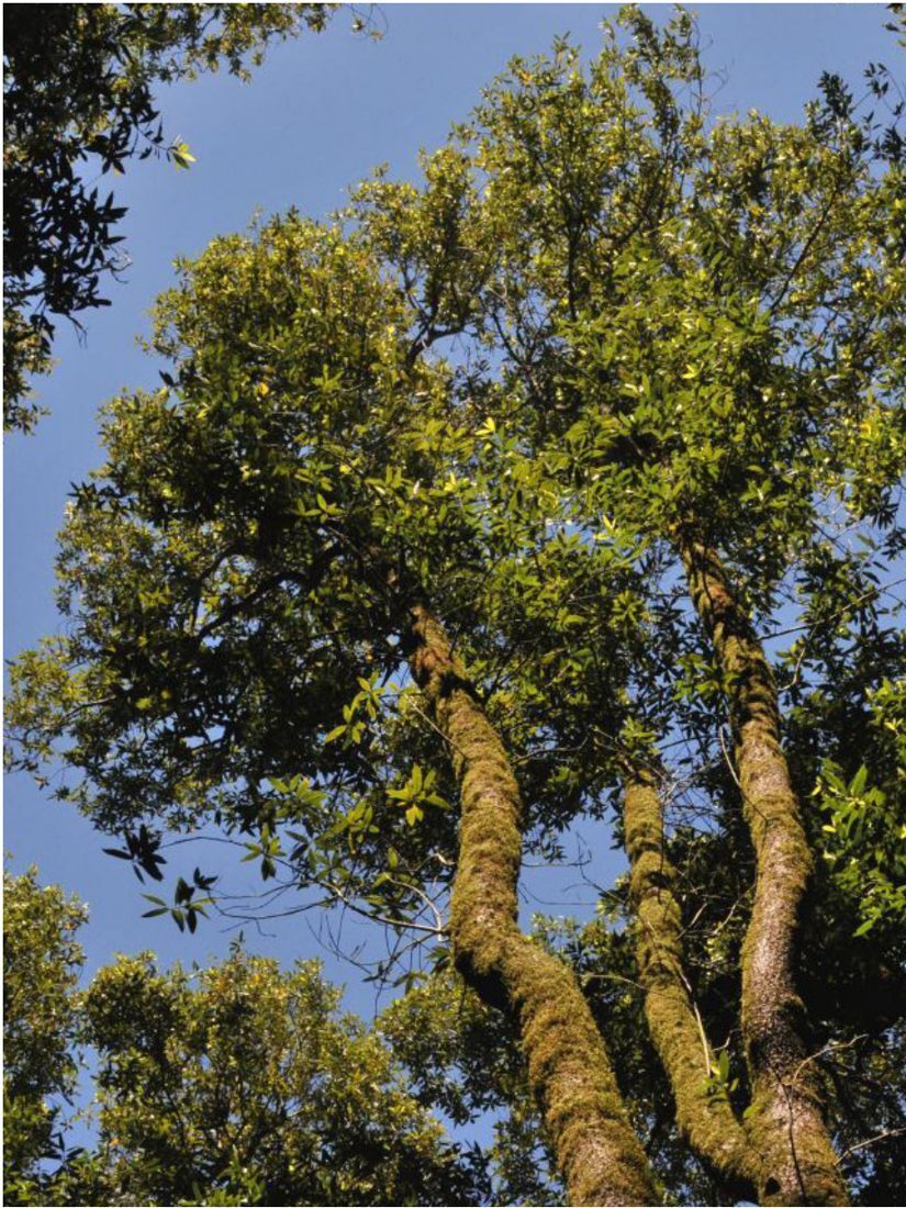 California Bay Laurel, tree