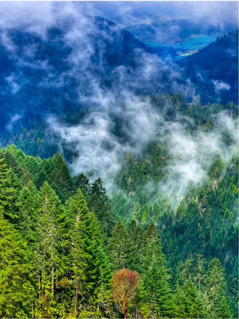 Douglas Fir, tree