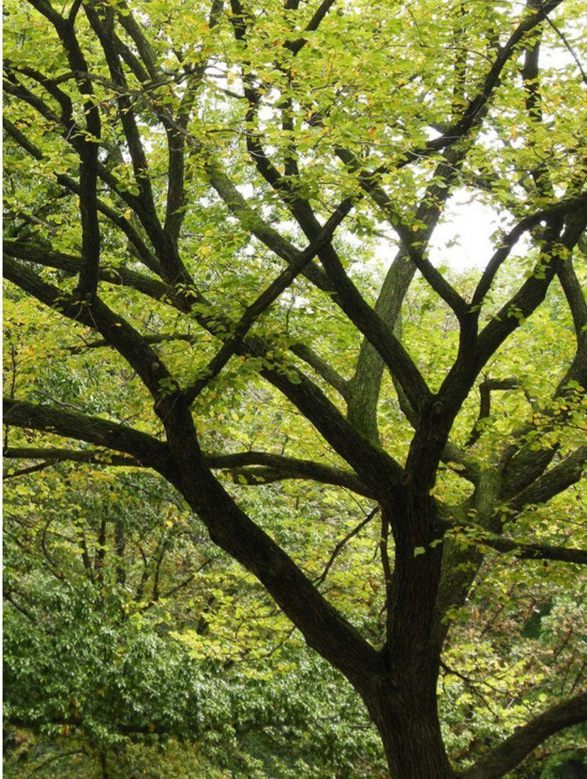 Elm, tree