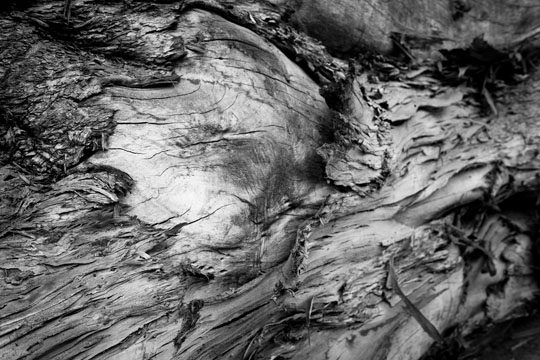 End grain, Plate 2