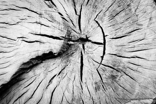 End grain of a timber slab, photographed large